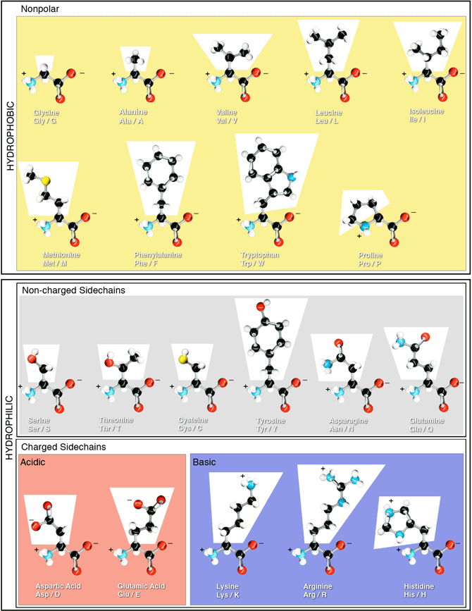 Amino Acid Chart Peptide Synthesis