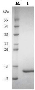 Recombinant Human Fibroblast Growth Factor-basic (rh-bFGF)