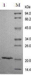 Analysis of rh-GH by SDS-PAGE