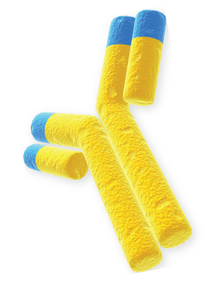 LifeTein Antibody Structure