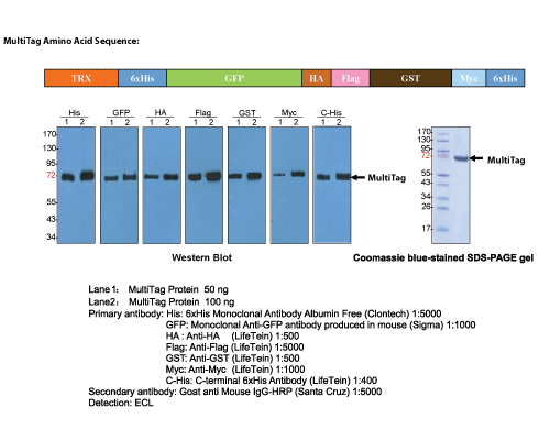 Western Control protein