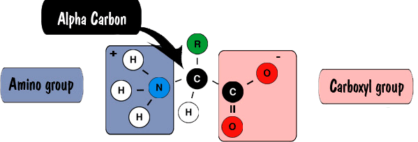 peptide bond structure