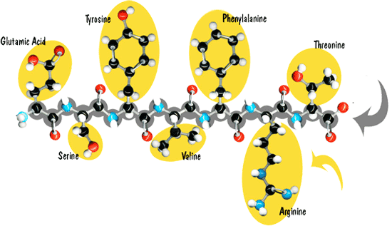 Polypeptide formation for peptide synthesis