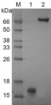 Recombinant Streptavidin