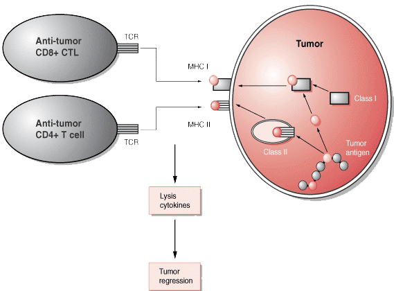 Tumor associated peptide antigens