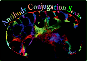 Antibody Conjugate Service