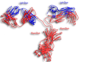 Antibody structure