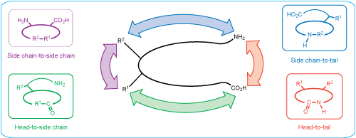 cyclic peptides