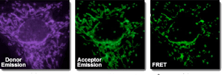 FRET Peptide synthesis: FRET Assay